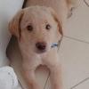 foto do perfil brasakf